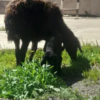 گوسفند بره دار