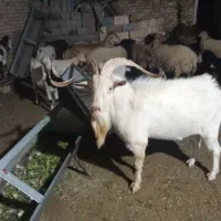 چپش اصل سانان