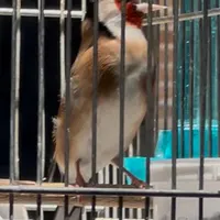 سره مست|پرنده|تهران, بازار|دیوار