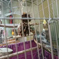 پرنده عروس هلندی