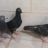 کبوتر