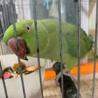 طوطی ملنگو|پرنده|میناب, |دیوار