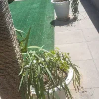 اکالیپتوس مناسب بخور