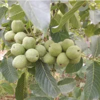 نهالستان سبز پیشرو در تولید نهال‌های پیوندی