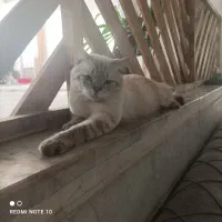 گربه نژاد بریتیش