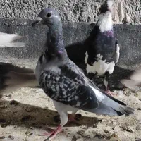 کفتر صید|پرنده|تربت‌حیدریه, میدان مرکزی|دیوار