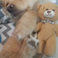 سگ کوچولو|سگ|اصفهان, شهرک امام خمینی|دیوار