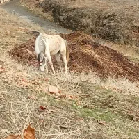 مادیون|اسب و تجهیزات اسب‌سواری|مریوان, |دیوار