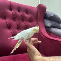 عروس هلندی|پرنده|تهران, شهرک شریعتی|دیوار