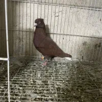 نر ماده سرخ زرد دوم سفید