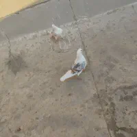 کبوتر دوکت.پشتدار سرور|پرنده|کرج, ساماندهی|دیوار