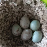 نرماده قناری با پنج تا تخم