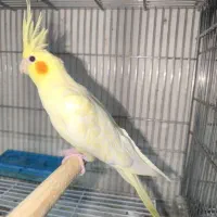 عروس هلندی لوتینو ماده|پرنده|بندرعباس, |دیوار