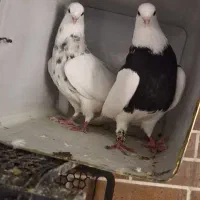 طوقی ذات قدیم