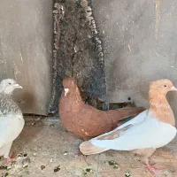 سه تا ماده بهبونی|پرنده|شیراز, تندگویان|دیوار