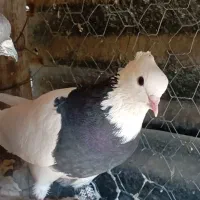 کبوتر طوقی|پرنده|اسلام‌‌آباد غرب, |دیوار