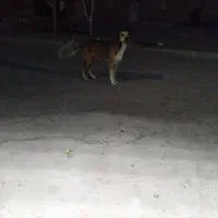 سگ سراب|سگ|زنجان, |دیوار