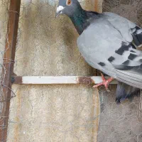 کبوتر|پرنده|آبگرم, |دیوار