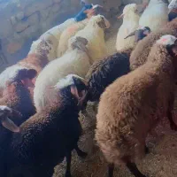 ۱۵ راس بره پای پروار(میش بز بزغاله گوسفند))|حیوانات مزرعه|پلدختر, |دیوار