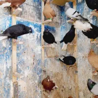 دمسفید وکلاغ|پرنده|اهواز, نادری|دیوار