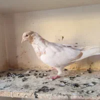 کبوتر کله‌دار3عدد|پرنده|سنندج, |دیوار