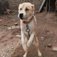 سگ الابای|سگ|تهران, منیریه|دیوار