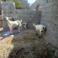 فروش ۵تابز بربری  کهره دار