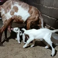 بز پاکستانی اصل