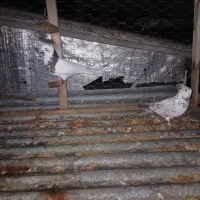 دوعدد کبوتر