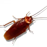 سمپاشی اپارتمان(سم پاشی) واحد. سم قوی سوسک و ساس