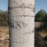 درخت تبریزی و درخت بید قطور