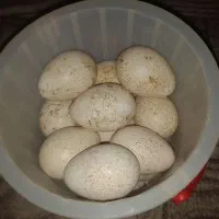 تخم بوقلمون