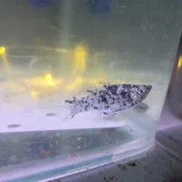 ۲ عدد ماهی مولی نر وماده|ماهی|رامهرمز, |دیوار