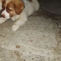 توله پاکوتاه نر