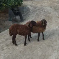 بره ماده|حیوانات مزرعه|فراغی, |دیوار