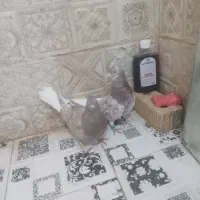 دم سفید|پرنده|شیراز, کرونی(خاتونک)|دیوار
