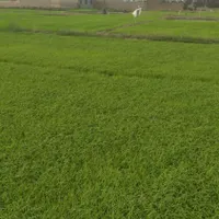 بذر شالی دم سیاه بدون نرک|عمده‌فروشی|مینودشت, |دیوار