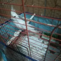 عروس هلندی سفید