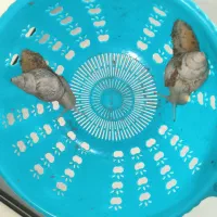 دو عدد حلزون|خزنده|ملایر, |دیوار