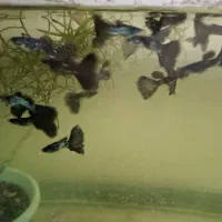 فروش عمده گوپی بلک متال|ماهی|تهران, ترمینال غرب|دیوار