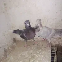 کبوتر