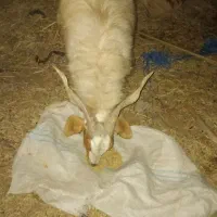 تعدادی گوسفند چاق چاق|حیوانات مزرعه|جیرفت, |دیوار