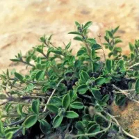 کهلیح اوتی