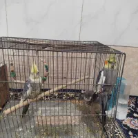 هلدی