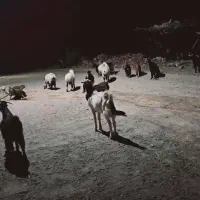 حیوانات ومزرعه