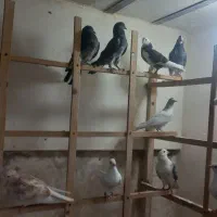 انگلیسی و پتی واله|پرنده|کرج, فاز ۵ مهرشهر|دیوار