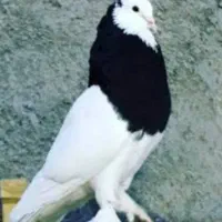 عروس هلندی
