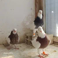 کبوتر طوقی جفتگاه با جوجه ۳ جفت|پرنده|مشهد, رده|دیوار