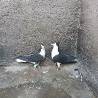 یک جفت کفتر نر و ماده ساده سیاه کاکولی|پرنده|قائن, |دیوار