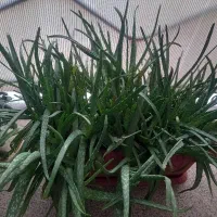 گل آلوورا  و گل قاشقی